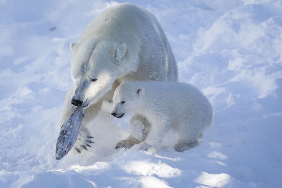 Ranua Wildlife Park Guided Tour from Rovaniemi - The Bottom Line: A Strong Wildlife Add-On From Rovaniemi