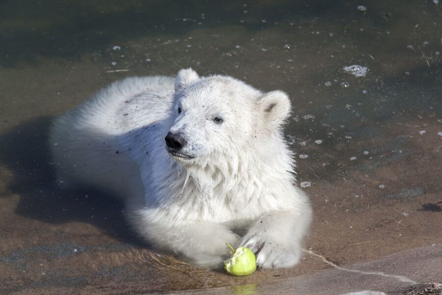 Ranua Wildlife Park Guided Tour from Rovaniemi - Meeting Bears, Lynx, Foxes, and Musk Ox
