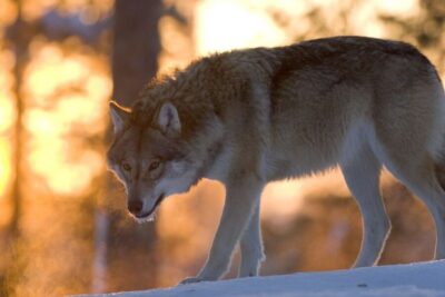 Ranua Wildlife Park Guided Tour from Rovaniemi
