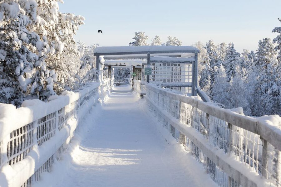 Ranua Wildlife Park Guided Tour from Rovaniemi - What the Guide Adds to the Visit