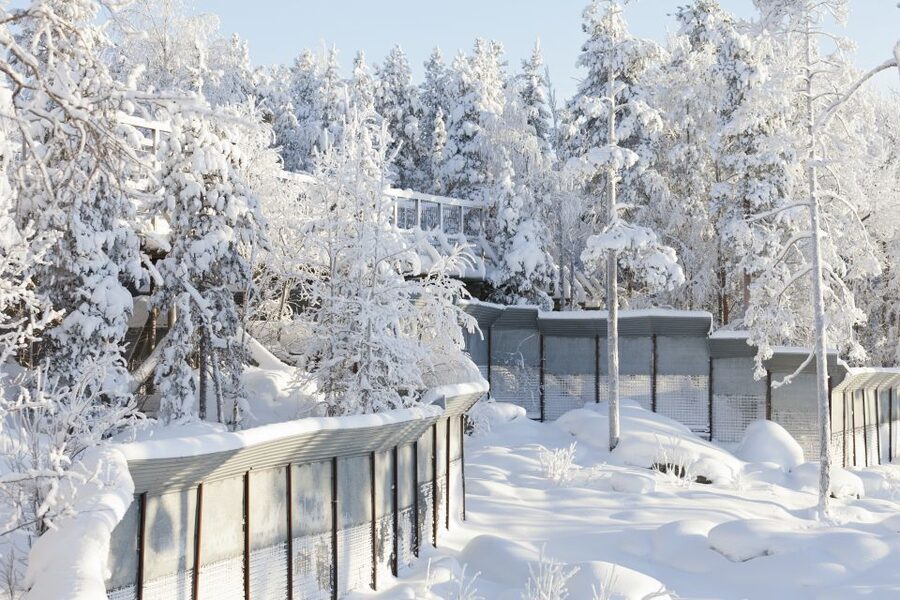 Ranua Wildlife Park Guided Tour from Rovaniemi - Coffee, Lunch, and Fazer Sweets After the Animals
