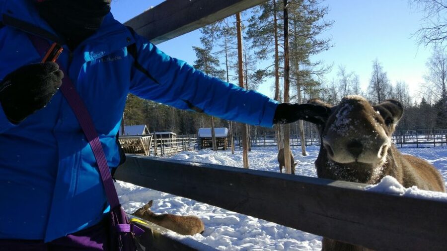 Ranua Wildlife Park Guided Tour from Rovaniemi - Who Should Book This Ranua Wildlife Park Tour?
