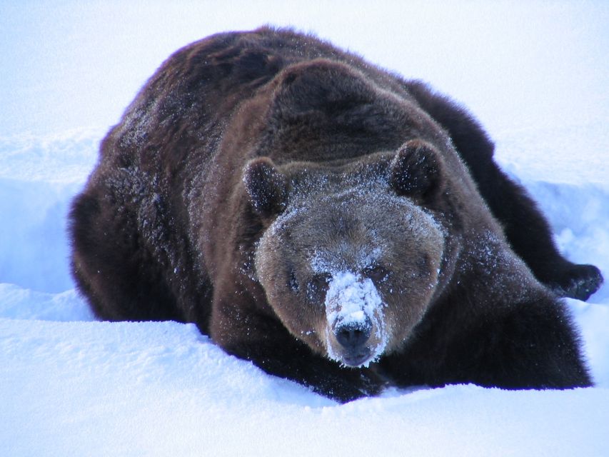 Ranua Wildlife Park Guided Tour from Rovaniemi - Practical Tips for a Better Visit