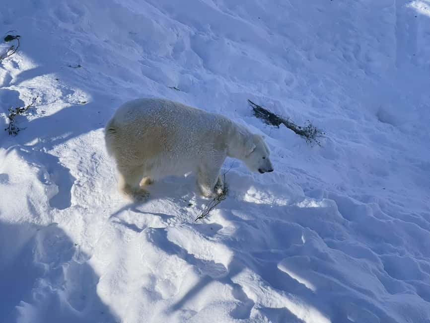 Ranua Wildlife zoo tour with lunch buffet included - Winter Conditions at Minus 25 Degrees