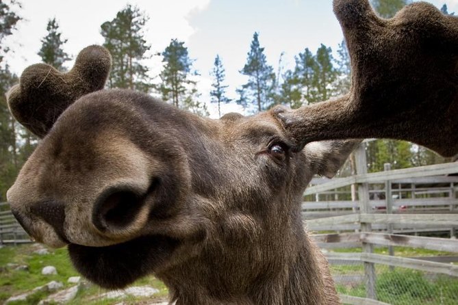 Ranua Zoo and BBQ - Cold, Walking, and Timing Tips