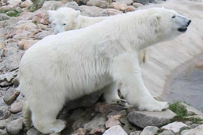 Ranua Zoo Family Tour from Rovaniemi - What the price includes at $122.72