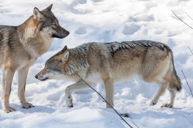Ranua Zoo Family Tour from Rovaniemi - Pickup points and extra charges