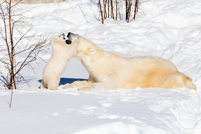 Ranua Zoo tour, optional lunch - The one-hour ride from Rovaniemi to Ranua