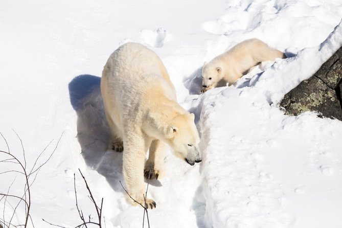 Ranua Zoo tour, optional lunch - Dressing for a zoo that stays open all year