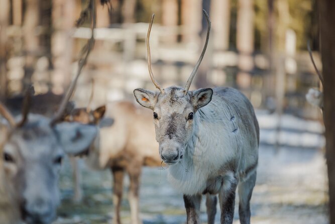 Reindeer Experience with Sledge Ride - Key points before you book