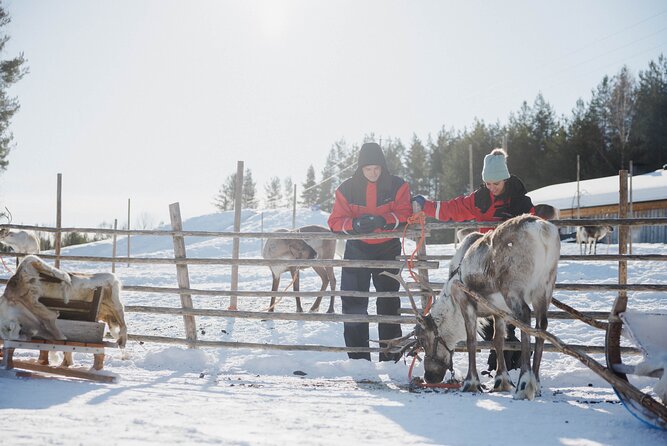 Reindeer Experience with Sledge Ride - Warm clothes, cold air, and the first wait