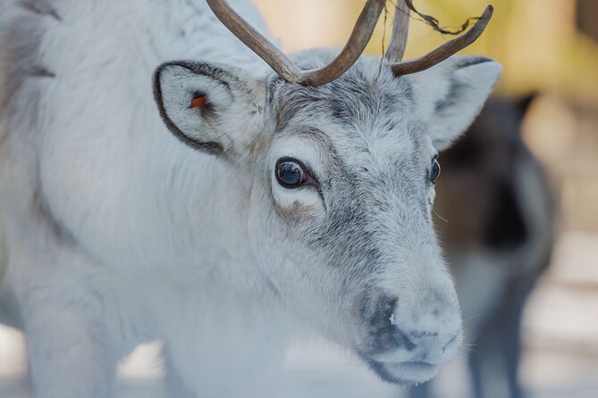 Reindeer Experience with Sledge Ride - The 500-meter sleigh ride
