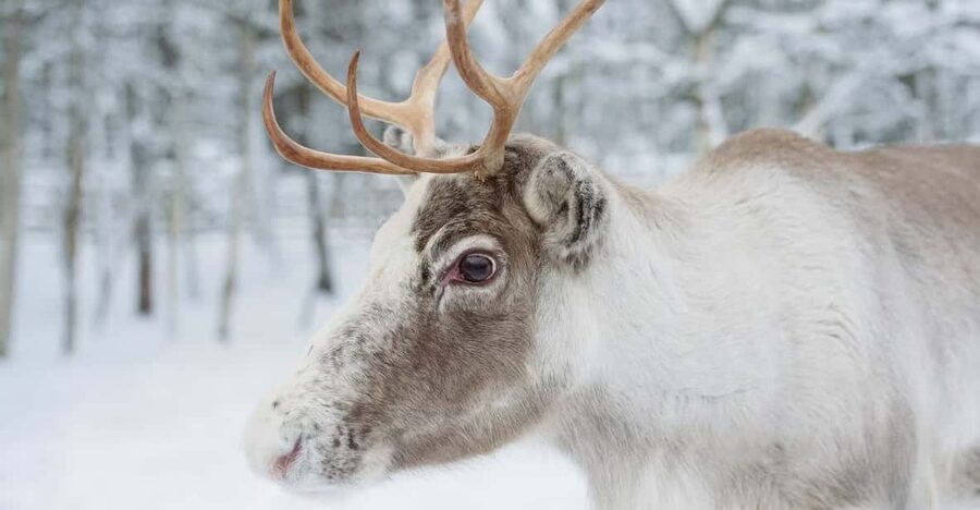 Reindeer Farm Visit with Sleigh Ride - What the sleigh ride is really like