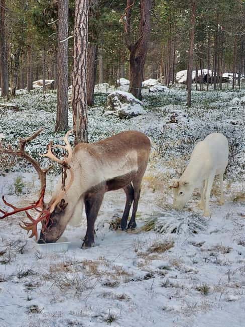 Reindeer feeding in Inari - Key points at a glance