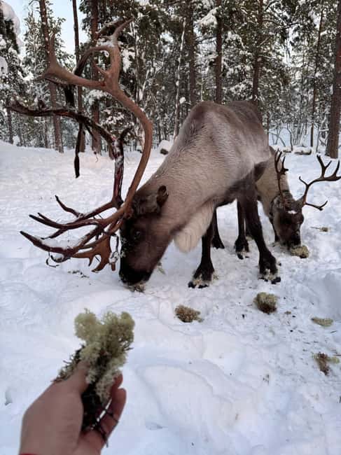 Reindeer feeding in Inari - Feeding reindeer from your hand
