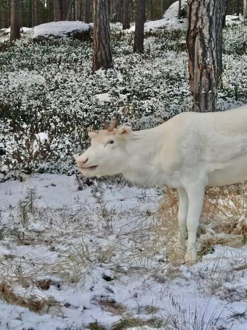 Reindeer feeding in Inari - The 2.4-kilometer ride to the ranch