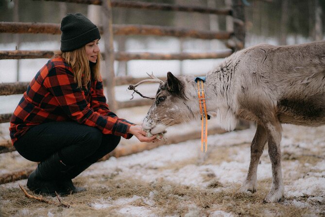 Reindeer Husbandry with Snowmobile Sleigh Ride and Cabin Lunch - A Four-Hour Visit Built Around Real Family Life