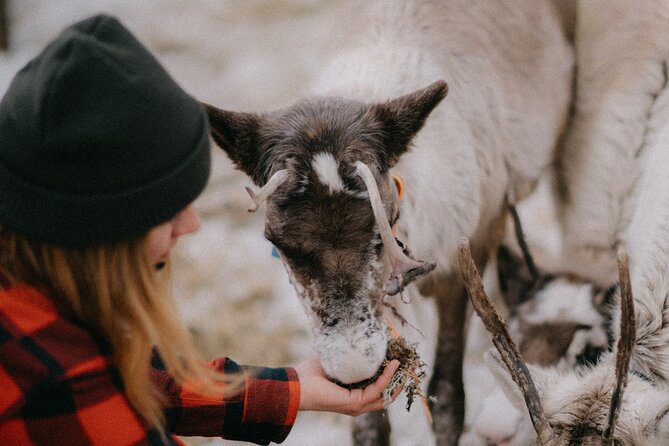 Reindeer Husbandry with Snowmobile Sleigh Ride and Cabin Lunch - Pickup From Levi and the 12:30 Start