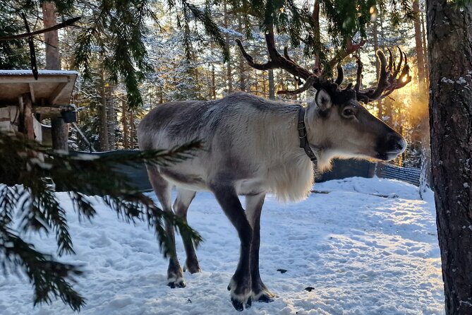 Reindeer Park Adventure - Key points to know before you book