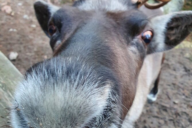 Reindeer Park Adventure - A private vehicle makes the timing easier