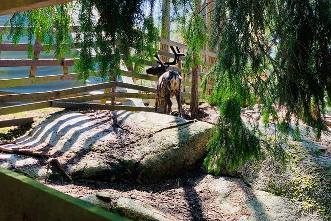 Reindeer Park & Horse Stables Safari - A forest stop, not a strenuous hike