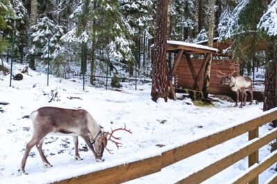 Reindeer Park & Horse Stables Safari