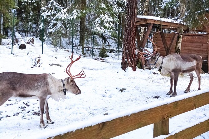 Reindeer Park & Horse Stables Safari - The biggest mismatch in expectations
