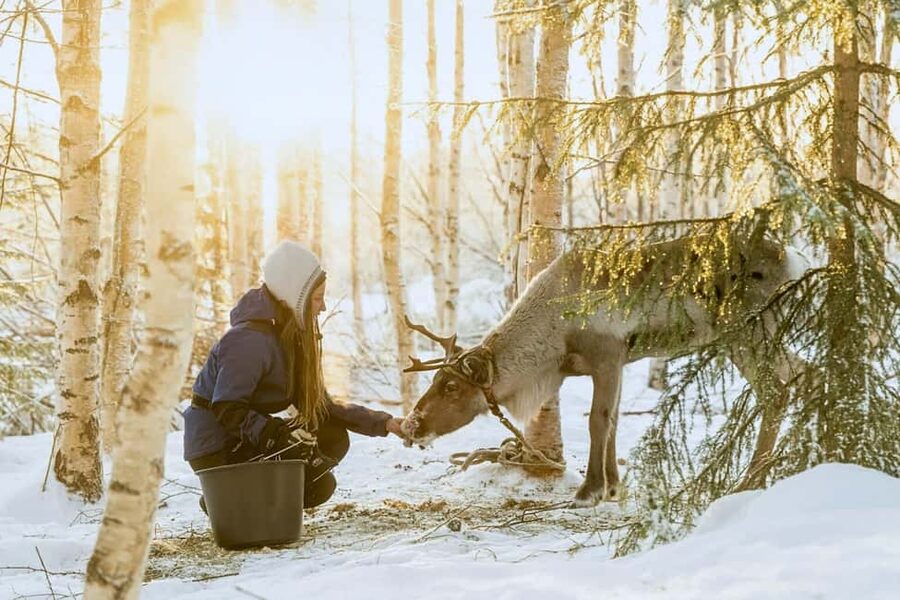 Reindeer Safari at a 200-Year-Old Farm & Long Sled Ride - The 2.5-Kilometer Sled Ride