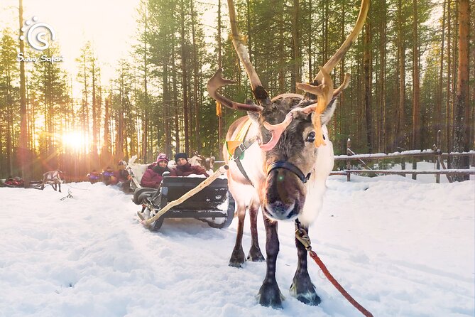 Reindeer Safari in Arctic Wilderness - What makes this reindeer safari worth considering