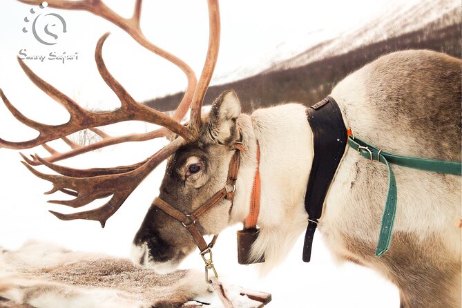 Reindeer Safari in Arctic Wilderness - Getting dressed for Arctic conditions
