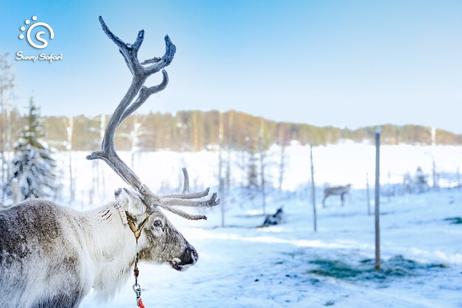 Reindeer Safari in Arctic Wilderness - How the three-and-a-half-hour schedule works