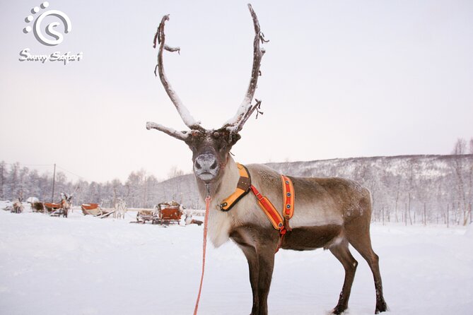 Reindeer Safari in Arctic Wilderness - Families, mobility, and language needs