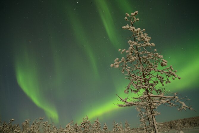Reindeer Sleigh Ride Across the Night in Apukka Resort Rovaniemi - Pickup details can make or break the evening