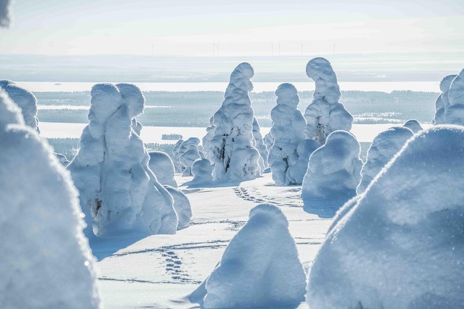 Riisitunturi wilderness adventure - Four hours among the park’s best viewpoints