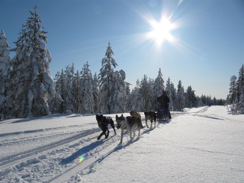 Rovaniemi: Apukka Husky Adventure - Five things to know before booking