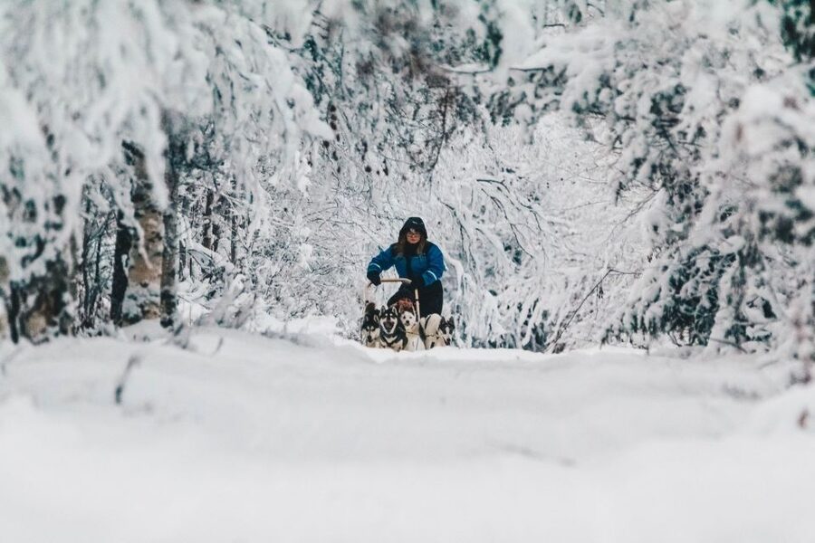 Rovaniemi: Apukka Husky Adventure - The real appeal: you are in charge of the sled