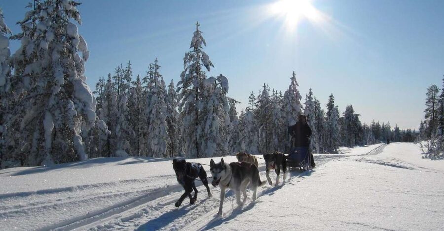Rovaniemi: Apukka Husky Adventure - Winter clothing and the cold factor