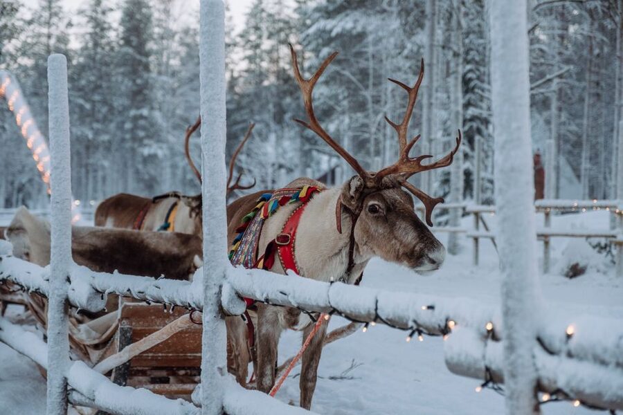 Rovaniemi: Apukka Reindeer Journey - A quiet start at Apukka Resort
