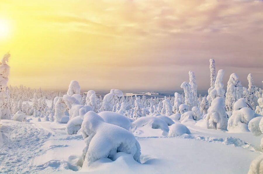 Rovaniemi: Arctic Animals Sleigh Rides and Wildlife Zoo - Key points to know before booking