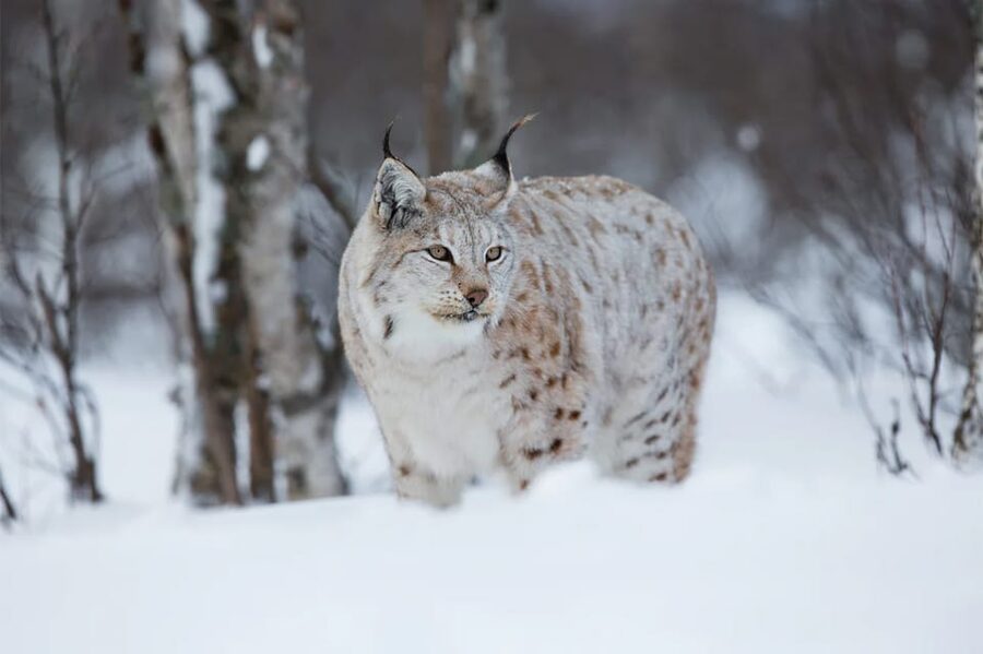 Rovaniemi: Arctic Animals Sleigh Rides and Wildlife Zoo - My verdict: book it for variety, not for one perfect highlight