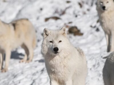 Arctic Animals Sleigh Rides and Wildlife Zoo