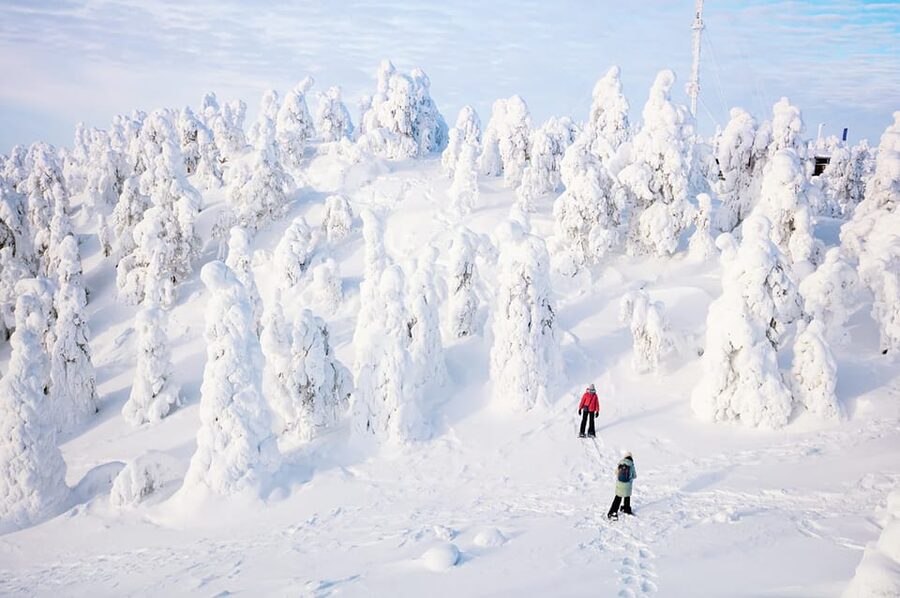 Rovaniemi: Arctic Animals Sleigh Rides and Wildlife Zoo - The Lappish buffet in a forest setting
