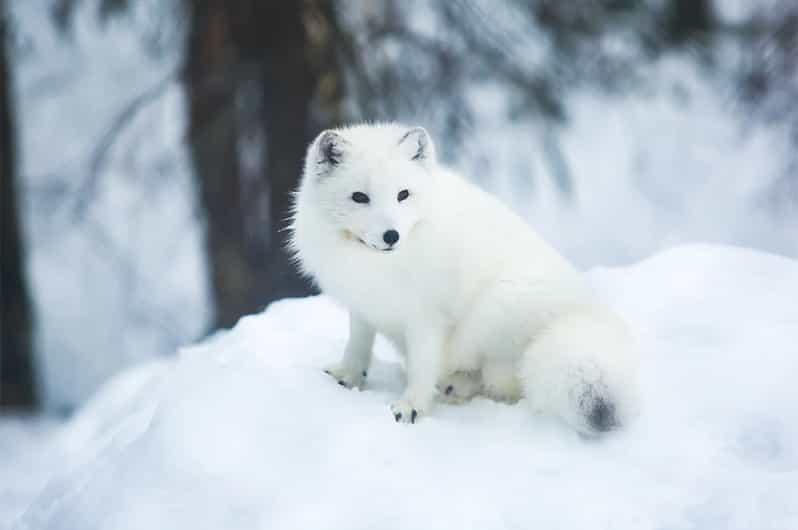 Rovaniemi: Arctic Animals Sleigh Rides and Wildlife Zoo - Timing, snow, and the parts you cannot control
