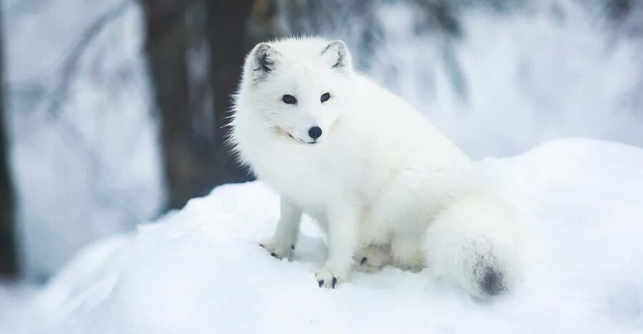 Rovaniemi: Arctic Animals Sleigh Rides and Wildlife Zoo - Who will get the most from this experience?