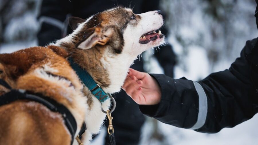 Rovaniemi: Arctic Circle Highlights by Snowmobile - Why this seven-hour outing works well in Rovaniemi