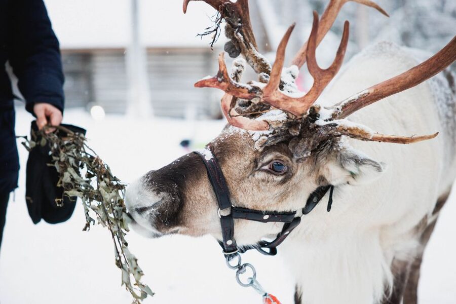 Rovaniemi: Arctic Circle Highlights by Snowmobile - Starting at Santa Claus Village or the city office