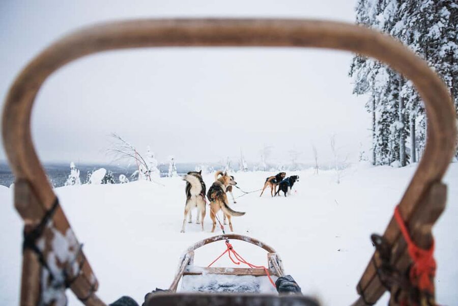 Rovaniemi: Arctic Circle Long Trail Husky Adventure - Key points to know before booking