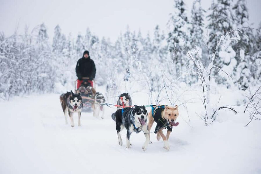 Rovaniemi: Arctic Circle Long Trail Husky Adventure - Why the small group of six helps