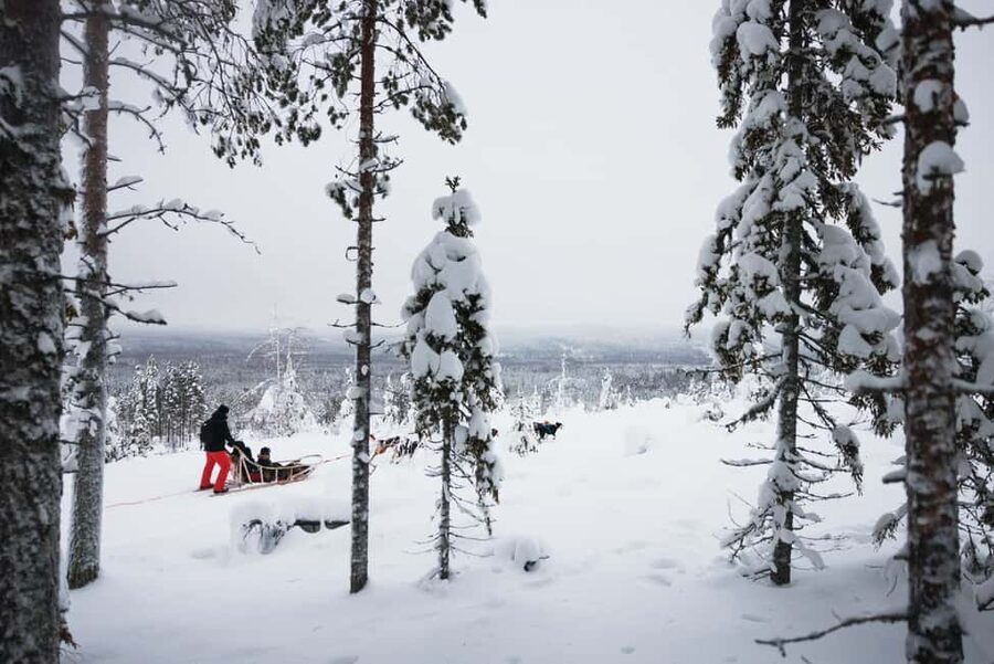 Rovaniemi: Arctic Circle Long Trail Husky Adventure - Is $226 good value for this husky safari?