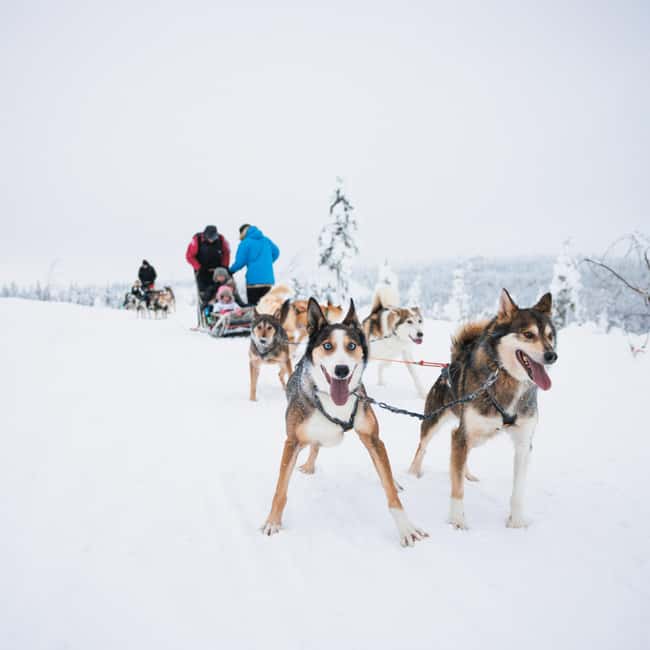 Rovaniemi: Arctic Circle Long Trail Husky Adventure - Practical details that can make or break the day